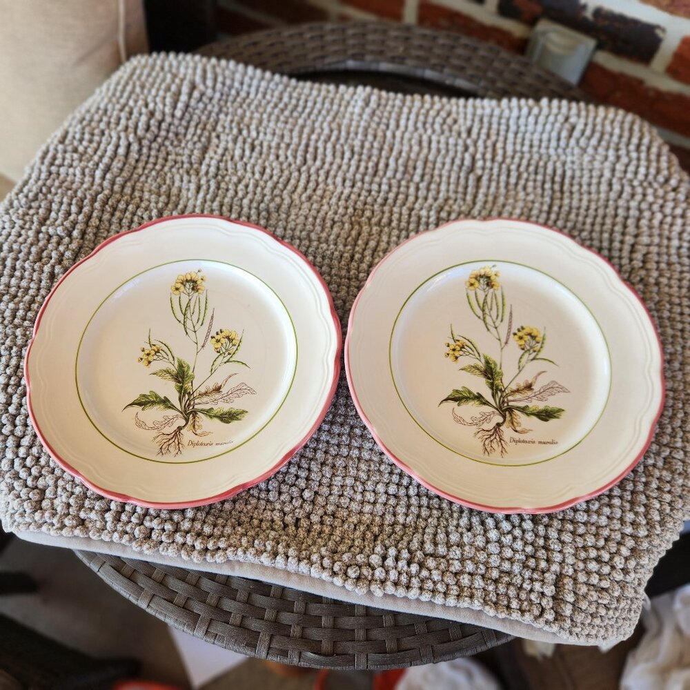 Vintage Italian Plates - PRL10 Diplotaxis Muralis by Primula